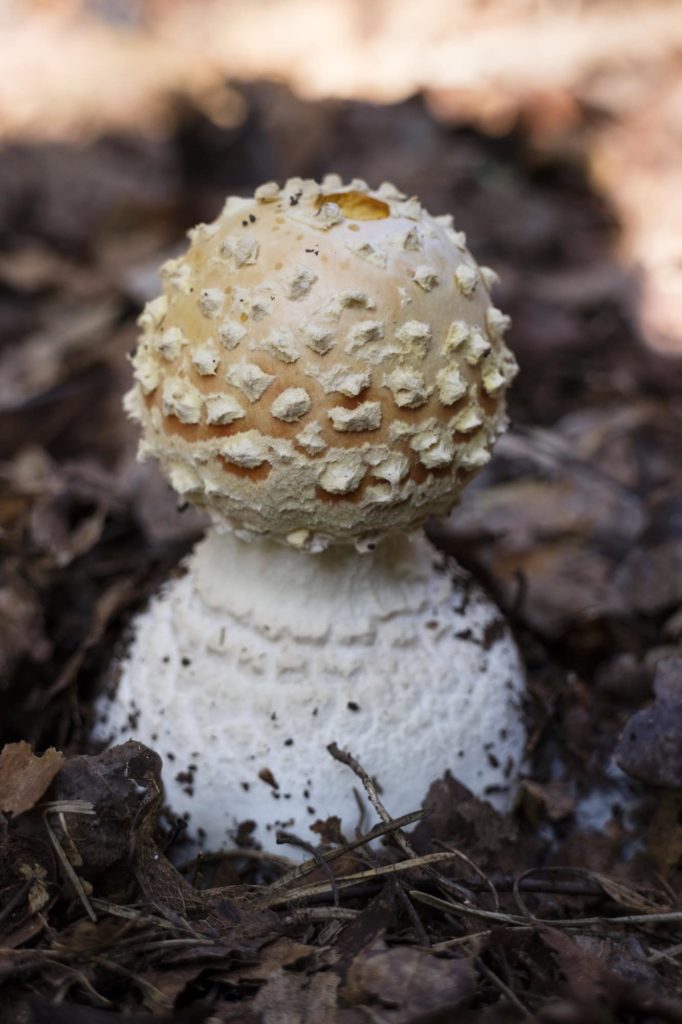 Amanita phalloides Knollenblätterpilz mit vielen Infos bei Wiladu