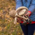 Knollenblätterpilz erkennen: Lebensgefahr aus dem Wald sicher vermeiden