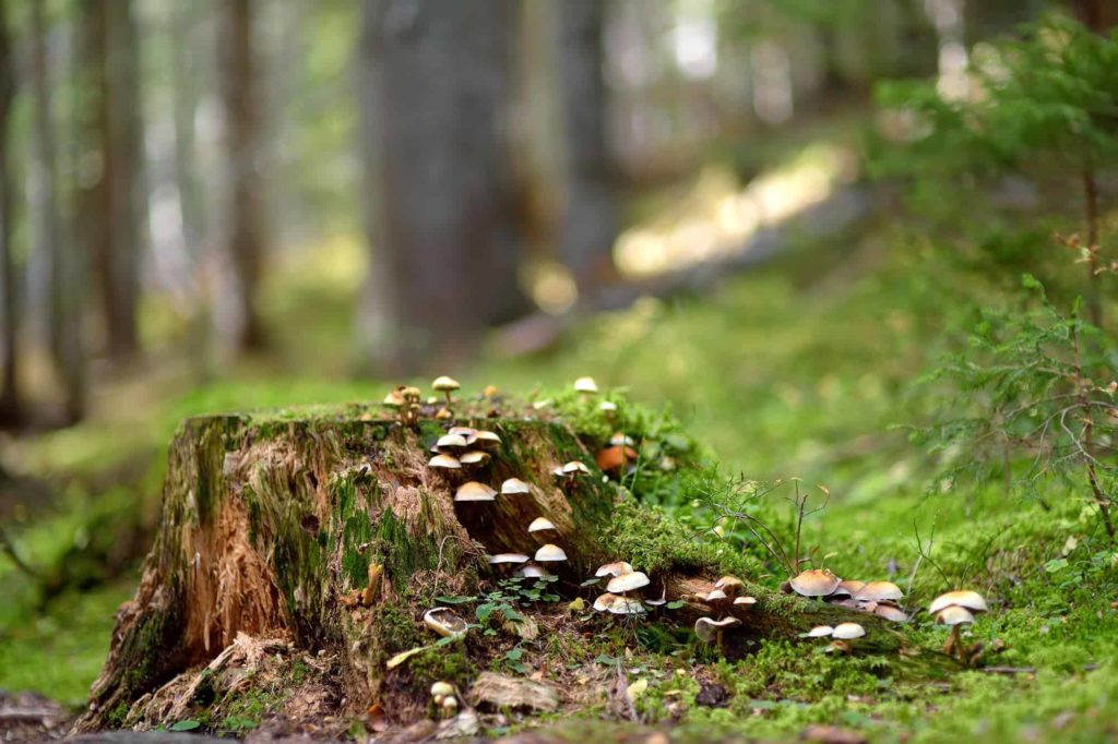 Pilze im Wald als atmosphärisches Foto