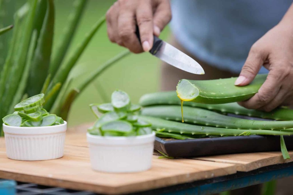 Zerkarien – Symptome, Behandlung und effektiver Schutz vor Badewannenparasiten 5 Aloe Vera kann gegen Zerkarien helfen erfahre mehr bei Wiladu