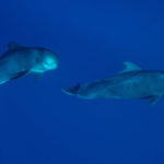 Seltene Tiere der Welt und das zerbrechliche Wunder unserer Natur